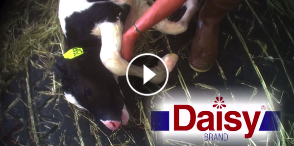PETA_Latino's tweet photo. TESTIGO: Vacas dando a luz PINCHADAS en #DaisyFarms y MรS.
Esto es crema agria: https://t.co/3yIOM9ggjL https://t.co/bUwxyHABO0