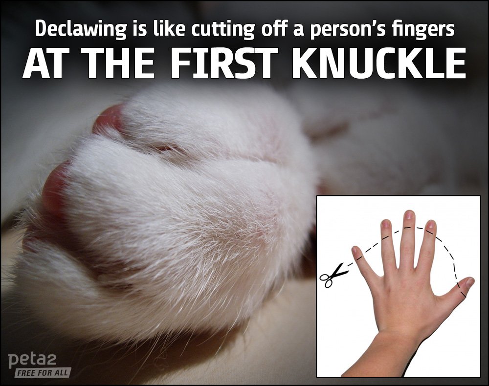 PETAShares's tweet photo. Don't like claws? 😿

Don't get a cat. 😼

#BanDeclawing #NationalCatDay https://t.co/atznjOOMi2