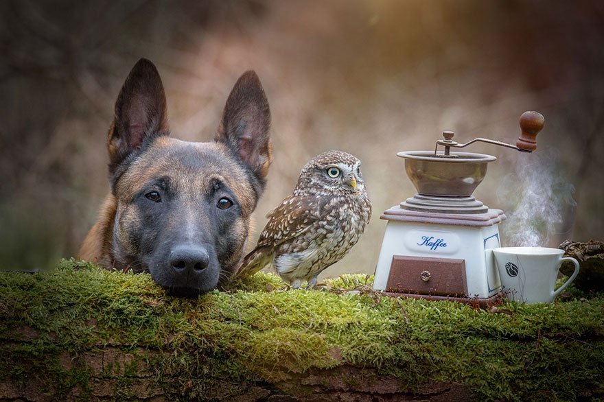 atobiko_organic's tweet photo. #Owl &amp; #Shepherd share their adventures, make #coffee https://t.co/L1zna0SSbZ @OneGreenPlanet #dog #photography https://t.co/gyCMr17bZr
