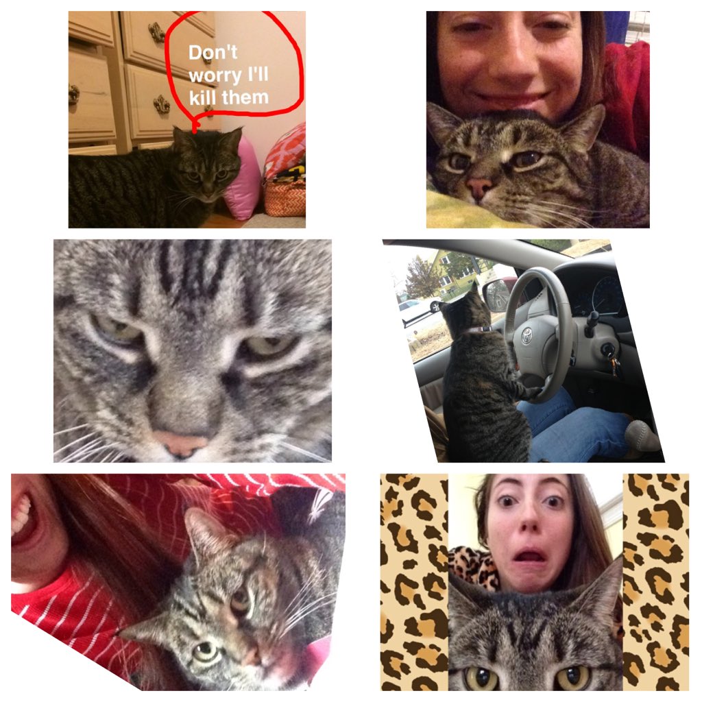 YourMainMitch's tweet photo. Rt for my Mattie-Cat...fav for Catherine's ugly cat Strawberry #NationalCatDay https://t.co/7QDp3IfG8G