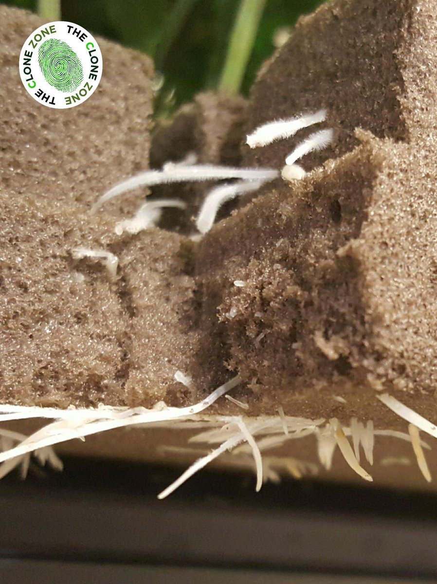 TheCloneZoneWA's tweet photo. Close up shot 📷 #Rooted #QualityClonesEveryTime #OasisCubes #PNW #cannabis #indoorgrown #TheCloneZone https://t.co/mgzq1ZBqLk