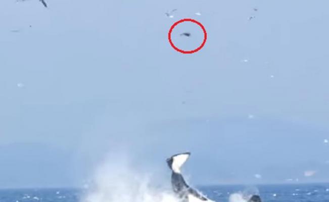 El_Universal_Mx's tweet photo. #ElFoco Coletazo de orca hace volar a foca. Aquí el #video https://t.co/ZRD4Xd5TPQ https://t.co/ybCQ0x3otV