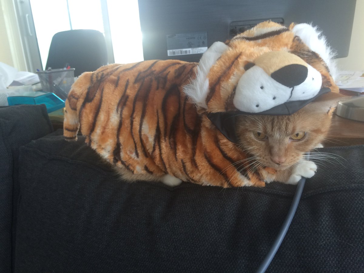 Dressed my cat, Tigger, as a tiger. he was not impressed
#CatsOfTwitter