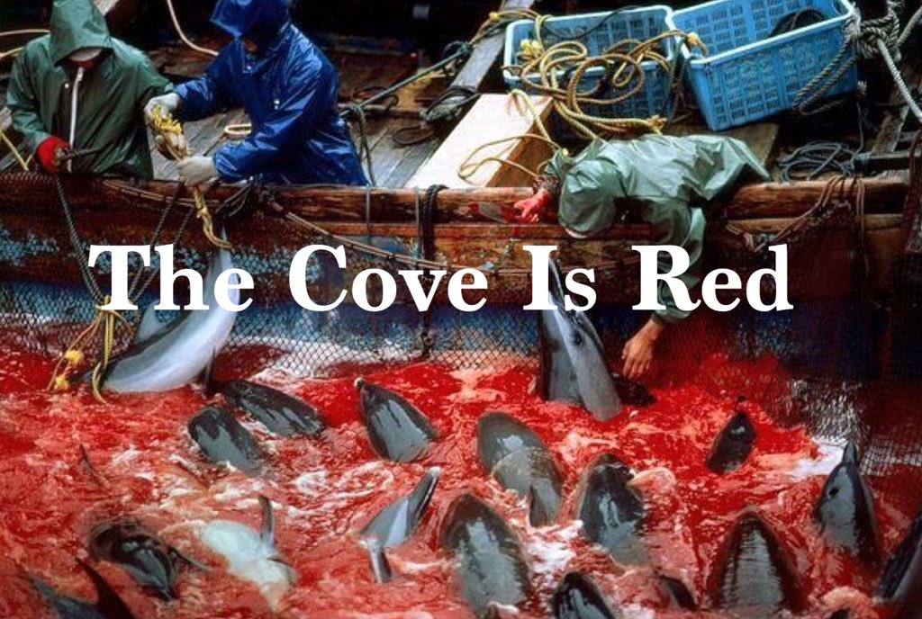 The Cove Is Red Oct 29 2015 #StripedDolphin #Taiji #Japan #Tweet4Taiji #boycottjapan #Tweet4Dolphins