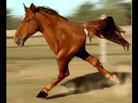 HulmeBrenden's tweet photo. #forestry #fieldcamp2015 #FLOPPYHORSE https://t.co/BI54snaqM4