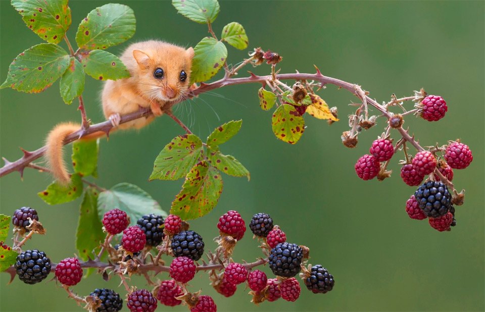 Piclogy's tweet photo. The Hazel Dormouse | Photography by ©Gianfranco Cinelli https://t.co/nD8jpEkyYv