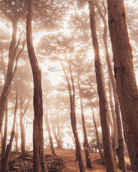 itshapapp's tweet photo. Today's top trending destination post goes to @scottborrero in the #Persidio of #SF! 🌿🌲Found @itshapapp #worldwide! https://t.co/cV6vg3YgeH