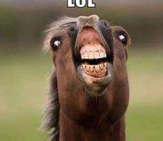 HulmeBrenden's tweet photo. #forestry #fieldcamp2015 #FLOPPYHORSE https://t.co/YwEV7BpkXu