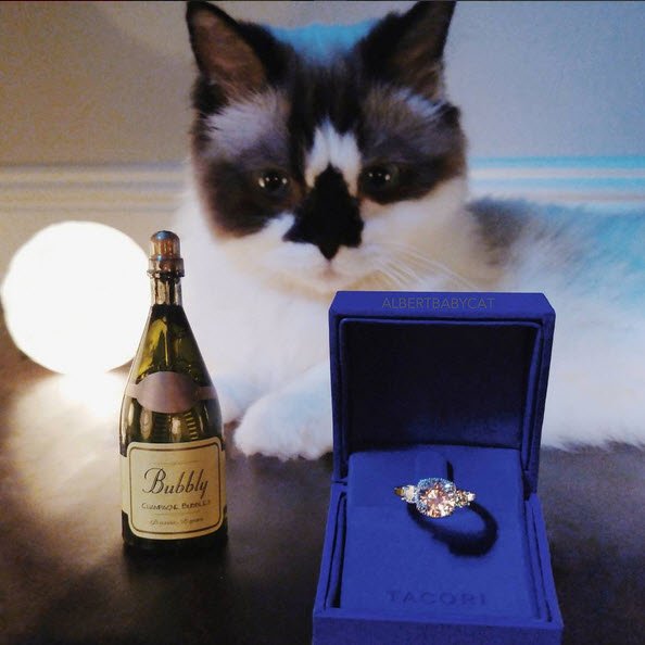 Tacori's tweet image. It's #NationalCatDay and we're celebrating with our favorite California cat, @albertbabycat.