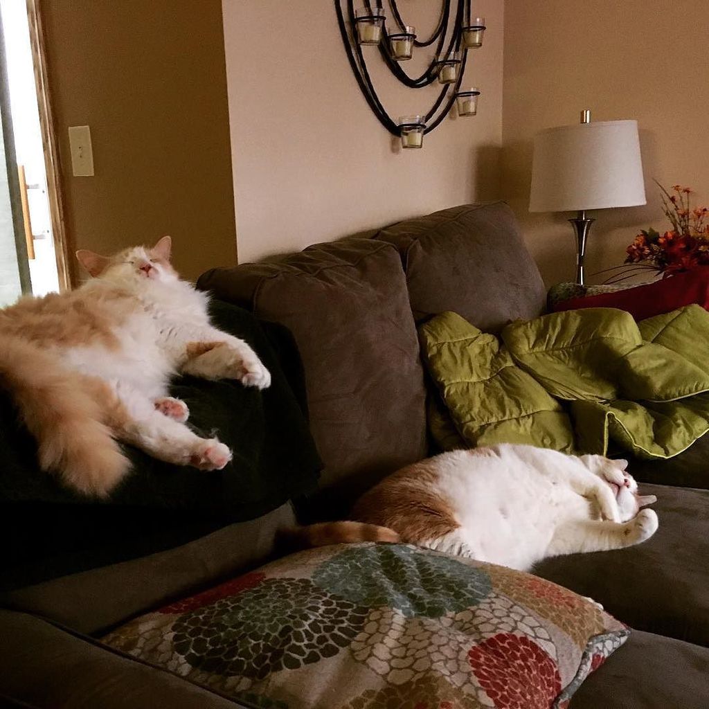 In honor of #nationalcatday here is what my cats do most of the day. #zzzz #sleepycat #cat… ift.tt/1PTGIrA