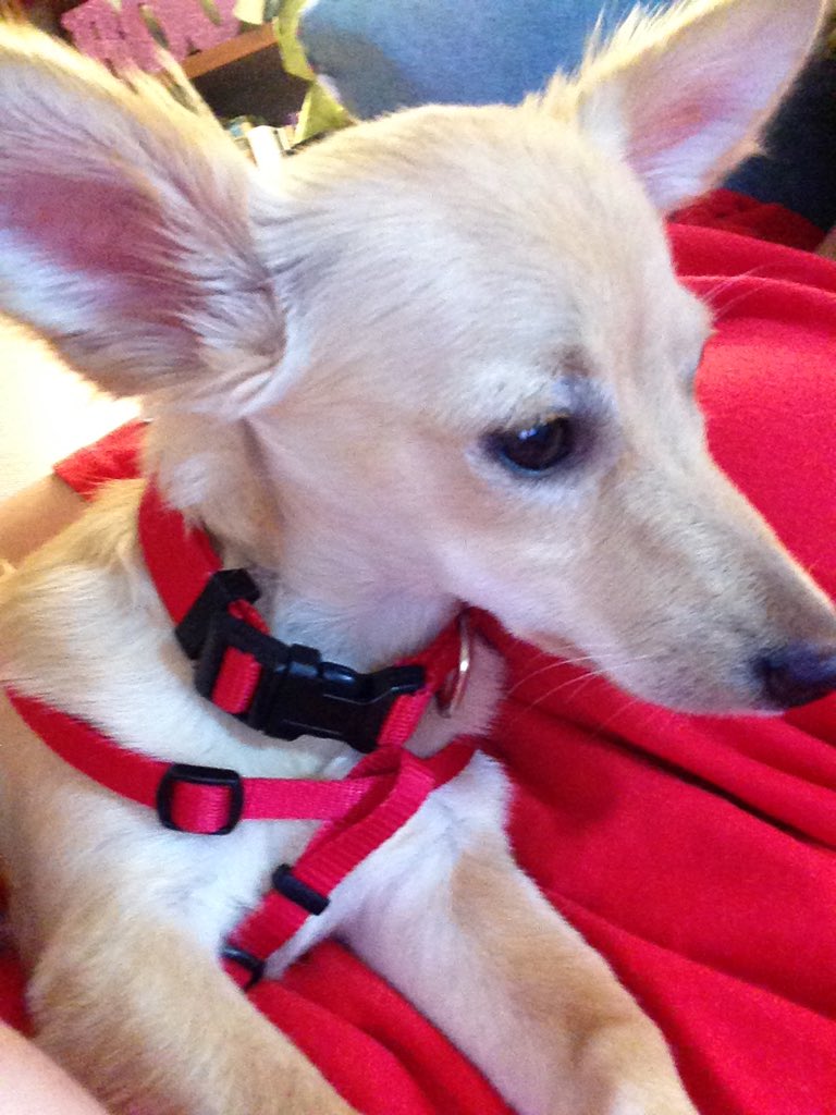 heserodayou's tweet photo. @NiallOfficial I NAMED MY NEW DOG CHONCÈ IN HONOR OF YOU I HOPE YOU LIKE IT https://t.co/poQMORIOcR