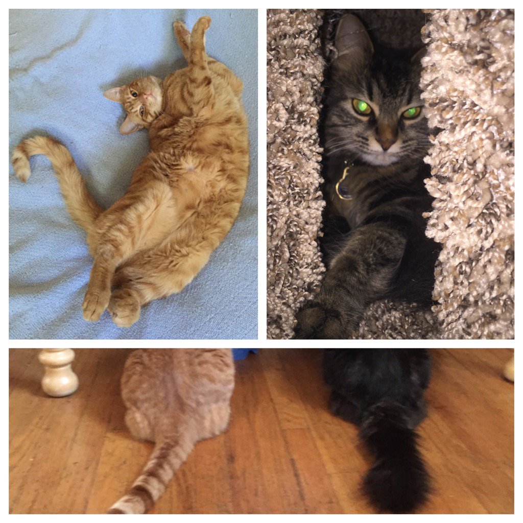 breezbr33z's tweet photo. Happy National Cat Day!! https://t.co/8qZD73kZJZ
