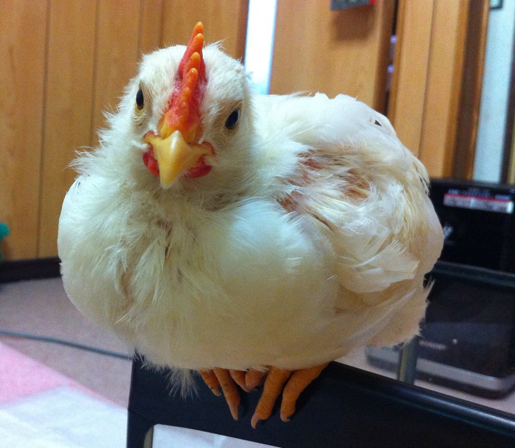 みほ うちのにわとりさん 楽しそうなのをみっけ 二太くんの金魚顔がお気に入り 鳥さんの正面顔コンテスト T Co Xqu7x7rs2n
