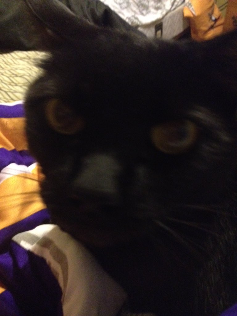 TheSmartLucas's tweet photo. My sweggy kitty https://t.co/Zd9NoumSRS