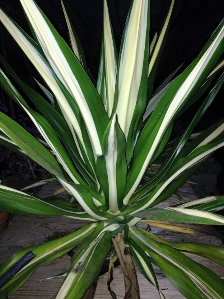 bardonfarmer's tweet photo. Night shot in the #greenhouse #farmlife https://t.co/AAEkweIGKx