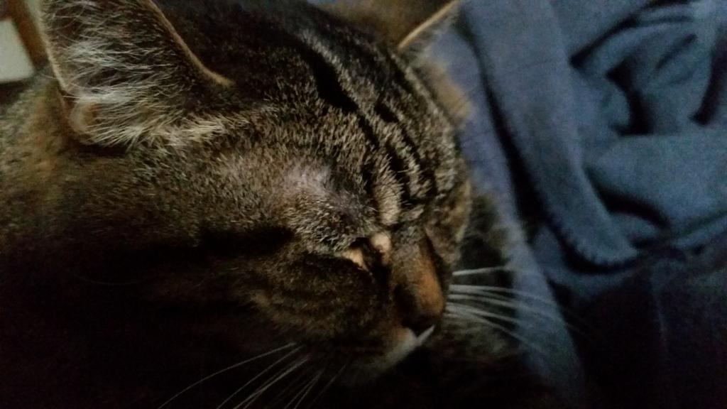 sjohnson's tweet photo. National  Cat Day.  Did you hug your cat today? https://t.co/3GooVMXp3Q