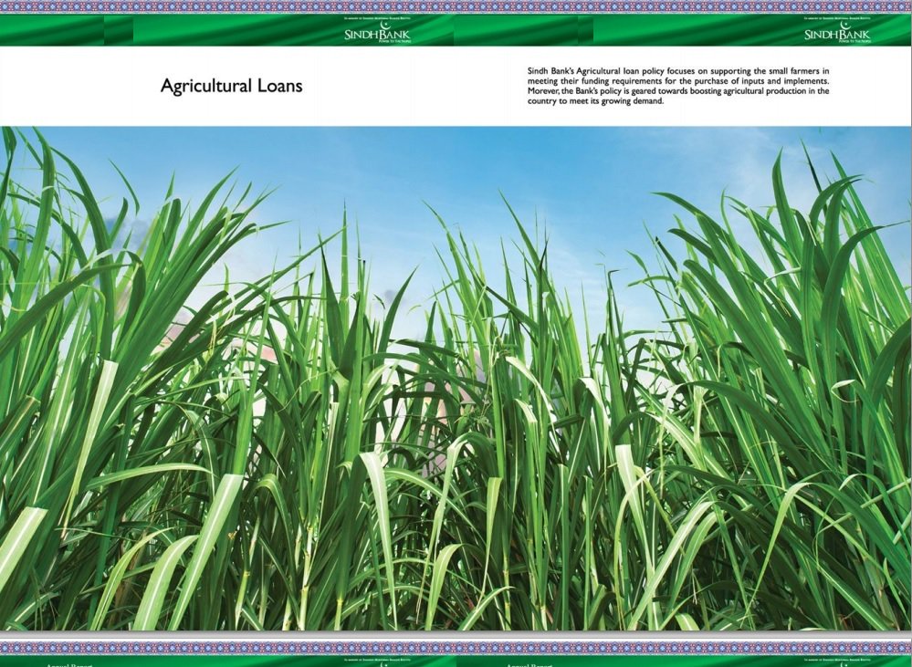 Sindh Bank Ltd _ Agricultural Loans.