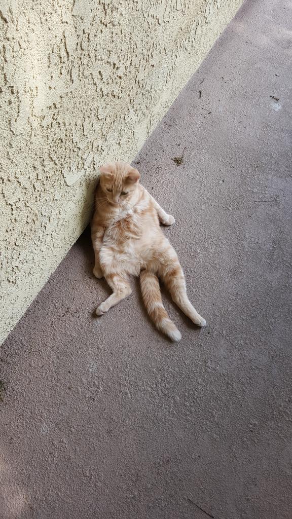 Clois313's tweet photo. Tell me, is YOUR cat lazier than this?? #NationalCatDay https://t.co/ji4kDwazQZ