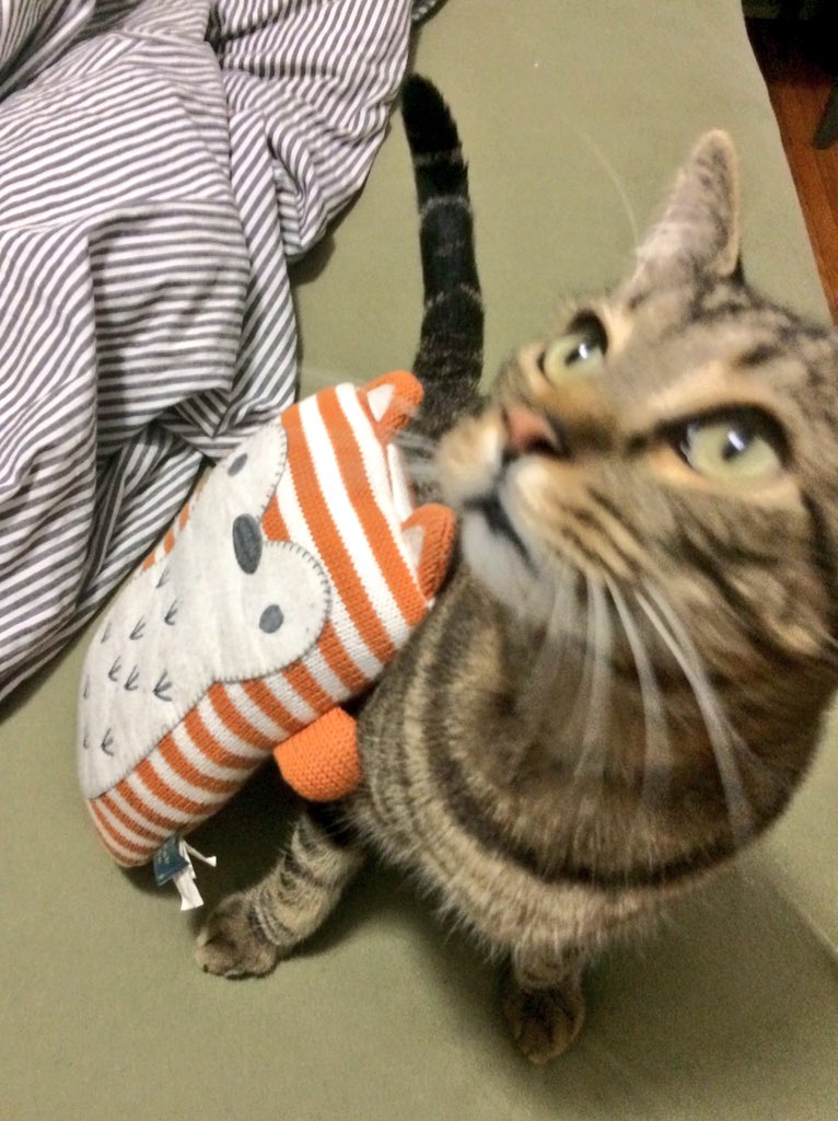 LivingTextiles's tweet photo. #jacobfox tried to hang with a cat for #NationalCatDay today. But he will probably stick to woodland creatures. https://t.co/SAb7WCX0O3