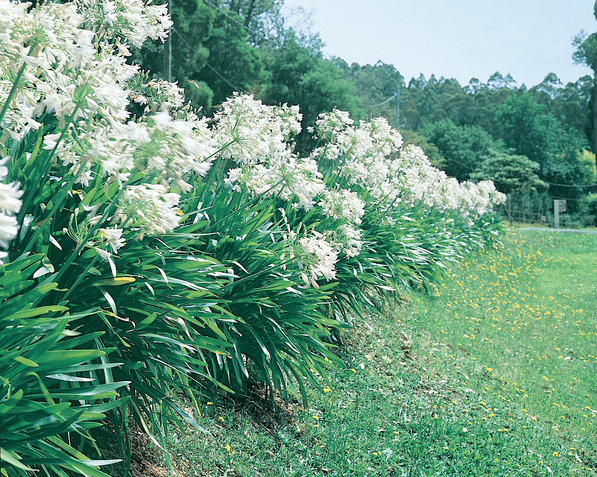 watercorpwa's tweet image. With a little #freshwaterthinking, we can create gardens that don't drink too much #water bit.ly/1LfGhBu