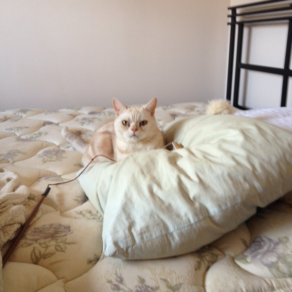 GennaNevison's tweet photo. @RoyalCaninCA #Cattitude Happy National Cat Day!! https://t.co/NplqYZeyHY