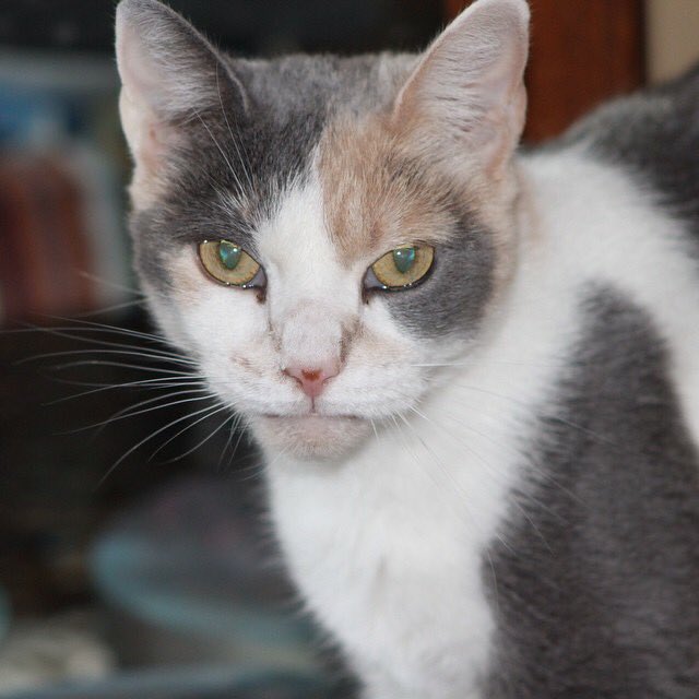 IsSharonHomeYet's tweet photo. One last pic of the Queen. #NationalCatDay #YouMightNeedToMoveIf you're sitting in her spot! #kittycuddles https://t.co/JLgeF3cC0J
