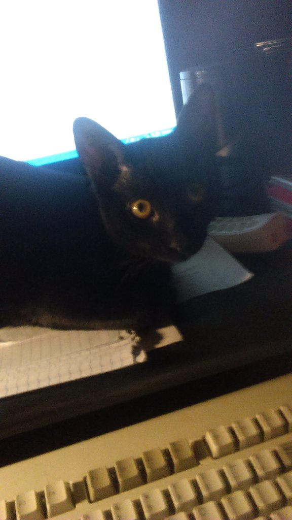 RunUnderLights's tweet image. Listening to @ThisIsPVRIS with this little girl and working on homework. #NationalCatDay #multitaskmaster