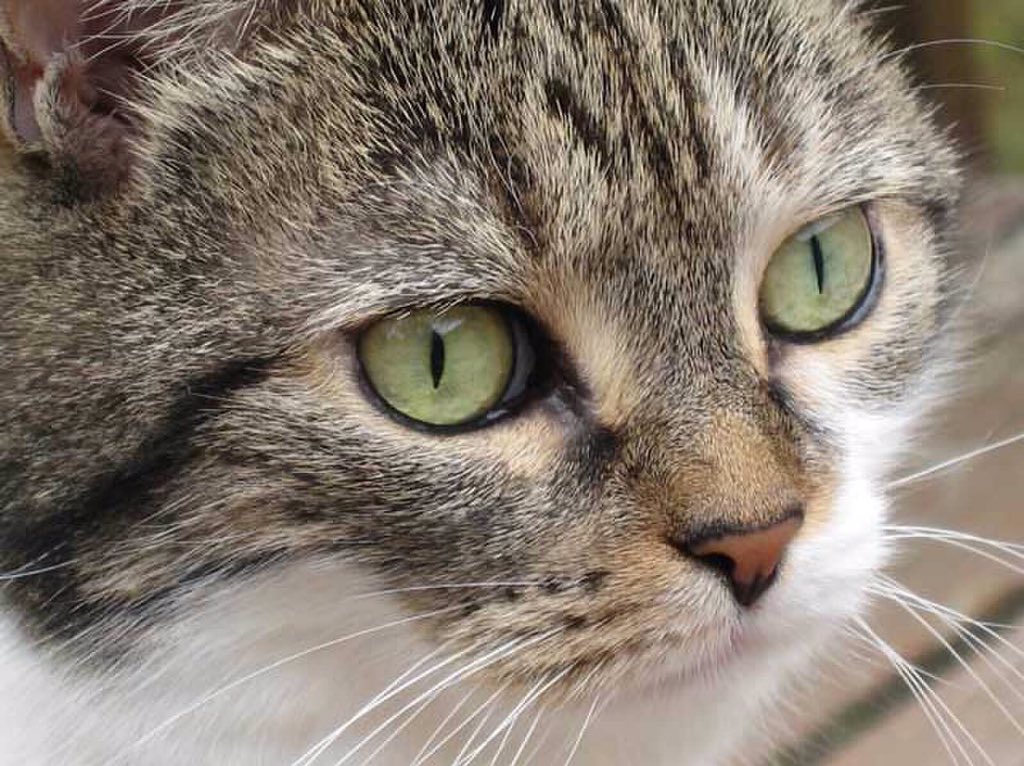 VeronicaWCVB's tweet photo. Happy #NationalCatDay! https://t.co/Wuw8DCWhRB