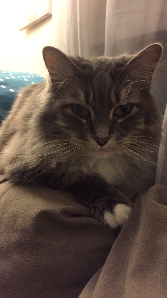 Afosttt's tweet photo. National cat day. #loveyouflo https://t.co/2nmnu0T08K