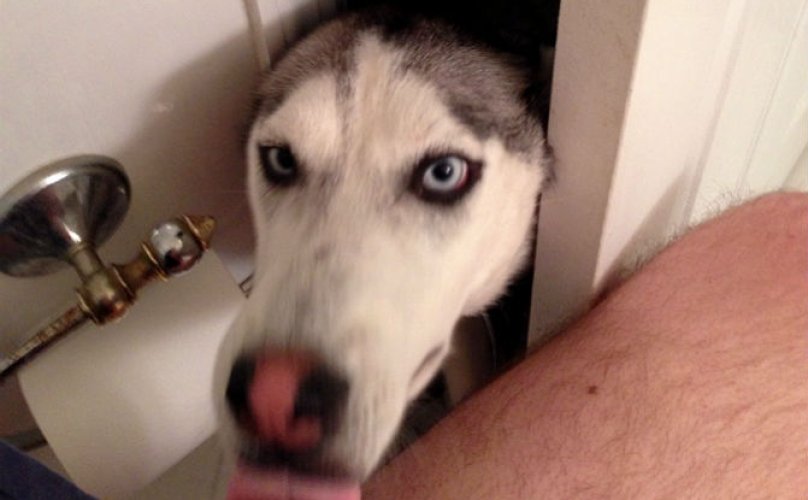 BarkPost's tweet photo. 23 Weird Things Your Dog Does That Have Absolutely No Explanation https://t.co/Zj2roSXyd7 https://t.co/b18BRXV57t