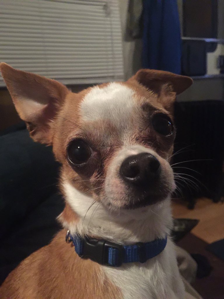 MaxFourPaws tweet picture