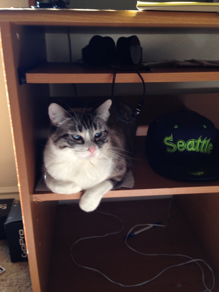 Jakeysyr's tweet photo. @PetSmart @musecatfood #NationalCatDay https://t.co/8DXCliXqXL