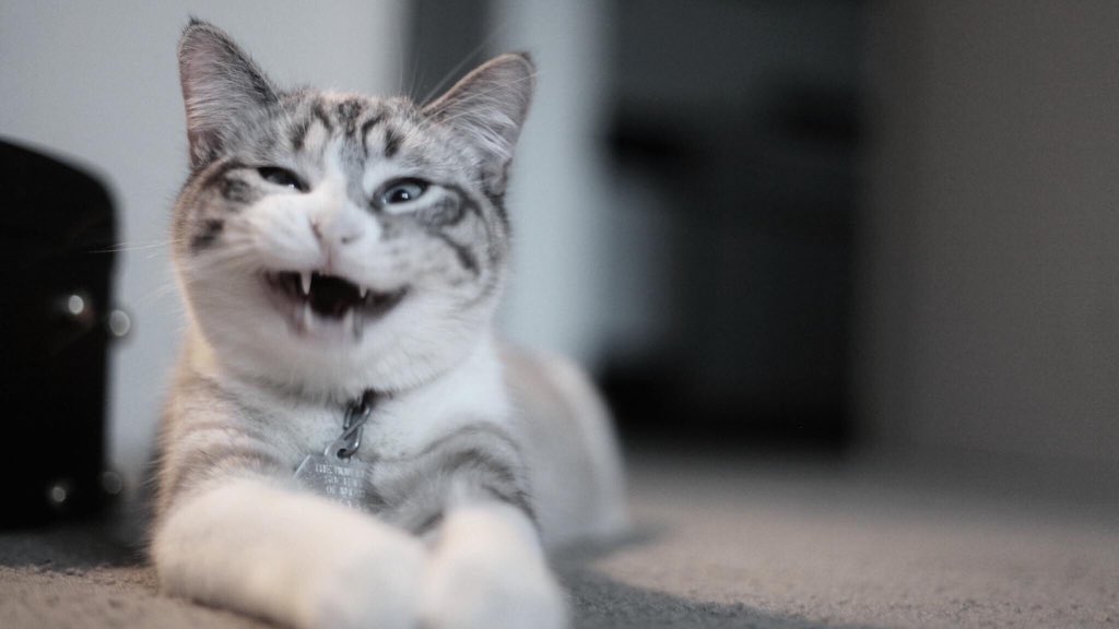 Jakeysyr's tweet photo. @PetSmart @musecatfood #NationalCatDay https://t.co/8DXCliXqXL