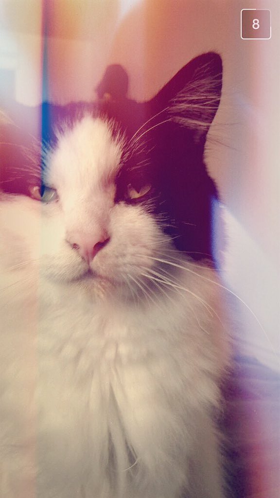 Jakeysyr's tweet photo. @PetSmart @musecatfood #NationalCatDay https://t.co/8DXCliXqXL