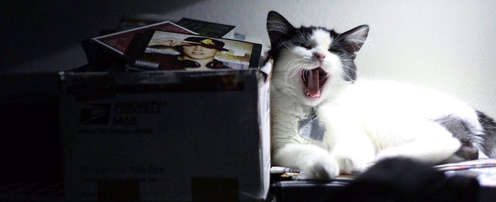 Jakeysyr's tweet photo. @PetSmart @musecatfood #NationalCatDay https://t.co/8DXCliXqXL