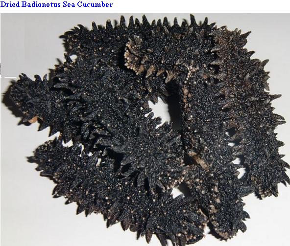 mitautotech's tweet image. buy Black Sea Cucumber  Tel.88687785763 / mitautotech@gmail.com Skype dustyuan/Line mit5688 / Wechat: clint591012