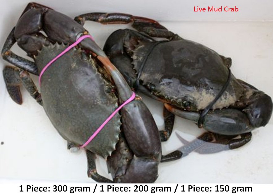 mitautotech's tweet image. Buy Live Mud Crab Tel.88687785763 / mitautotech@gmail.com Skype dustyuan/Line mit5688 / Wechat: clint591012