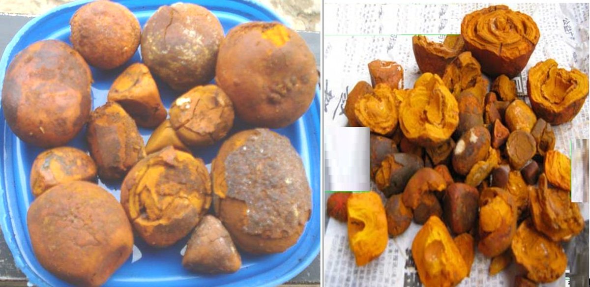 mitautotech's tweet image. Buy Cow Gallstone  Tel.88687785763 / mitautotech@gmail.com Skype dustyuan/Line mit5688 / Wechat: clint591012