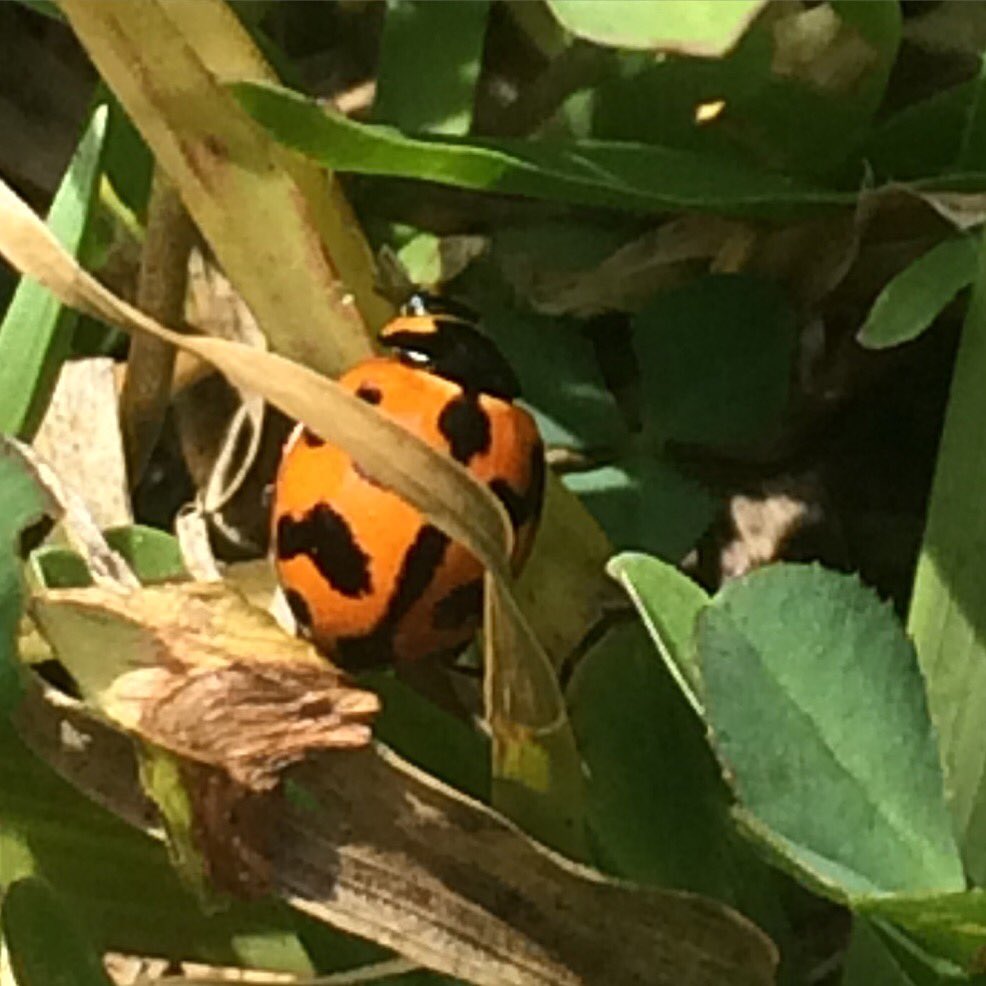 sandryss1's tweet photo. 🐞😁😊 https://t.co/vHnytG4gEY