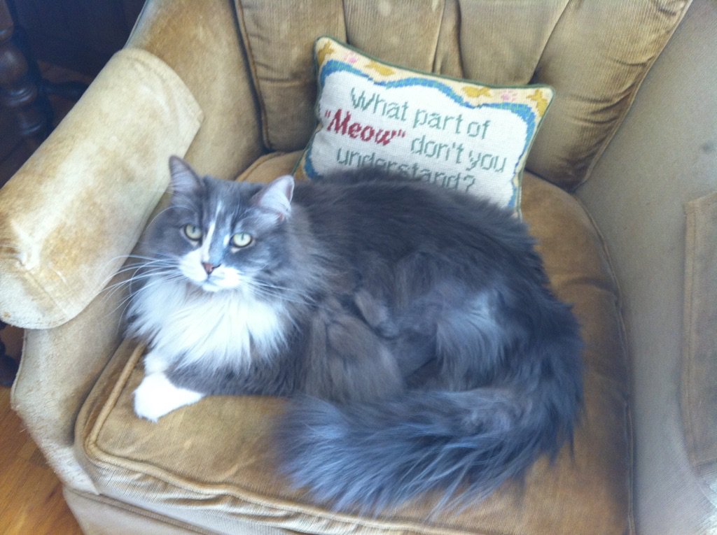 Sam says "National cat day-It's about time I get the recognition I deserve." #FB