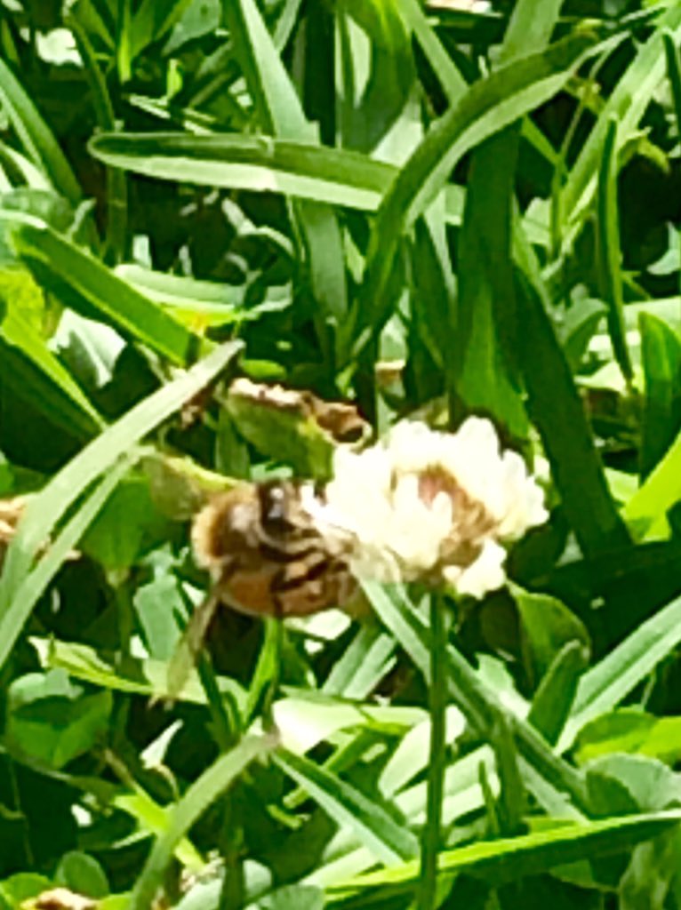 sandryss1's tweet photo. 🐝😊😁 https://t.co/VtTZMb9Xuq