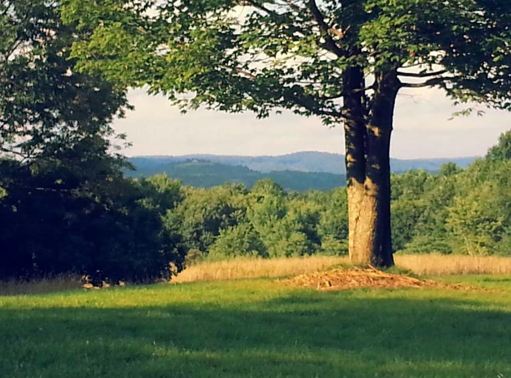 RareShadowguy's tweet photo. For now I must call Delaware my home for now. But one day I will reside in the beautiful mountains of West Virginia. https://t.co/3brviUdR6b