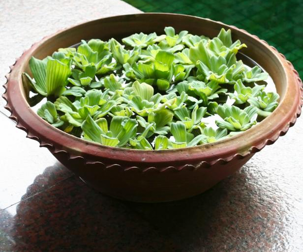 Oblica's tweet photo. Want to even out those #fire vibes in your space? Build a unique indoor #WaterGarden! https://t.co/oZH9IS30Zx https://t.co/kZOt7sDeEe