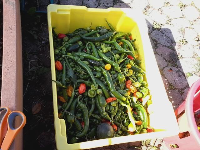 MelissaTraubRD's tweet photo. Some of the peppers my students picked as we # volunteered for #cookforafriend https://t.co/GtVc2dGcAt