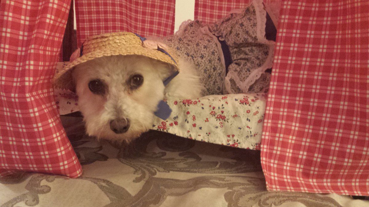 CarolynColumbia's tweet image. #BlogPawsHalloween #contestentry Angel Marie dressed up as a Southern Belle