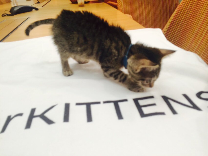 kittybungalow's tweet photo. Thanks @Uber for #UberKITTENS!  Great sharing the road with @PerrysPlaceLA @iamnalacat @spcaLA https://t.co/XQqHjDrzMw