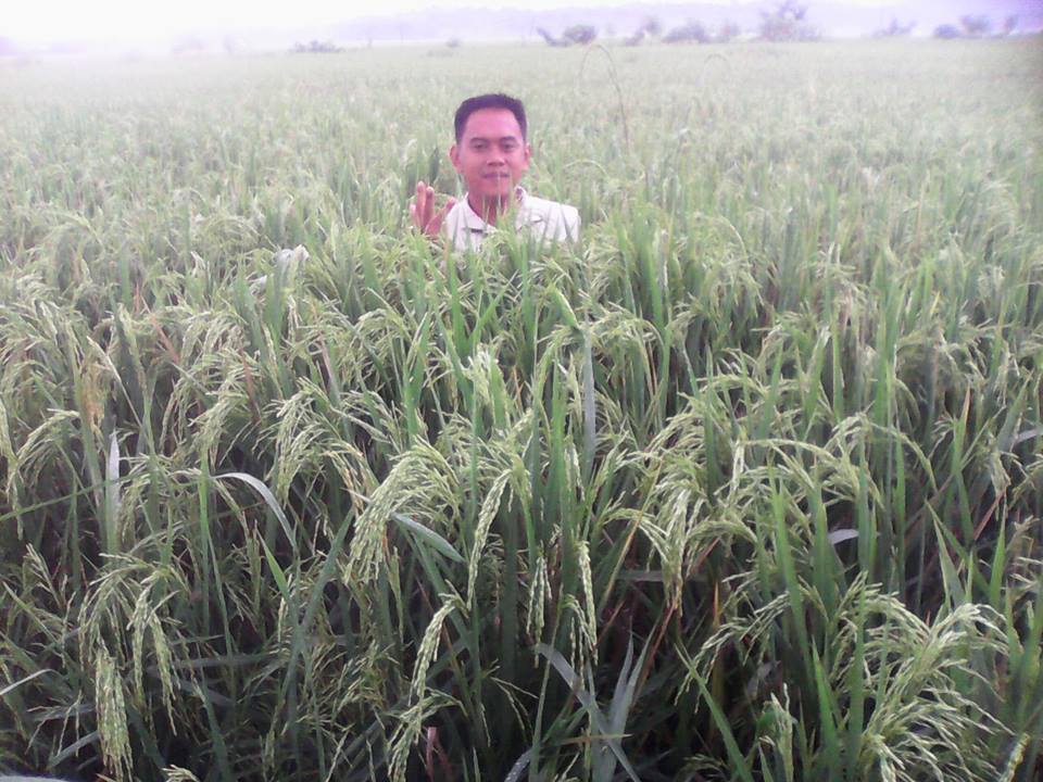 astillerocarol's tweet photo. Lasam, Cagayan - Palay treated with King Humus Plus. Text me @ 09463214256. #letsgoorganic #kinghumusplus https://t.co/m2MNyESGJG