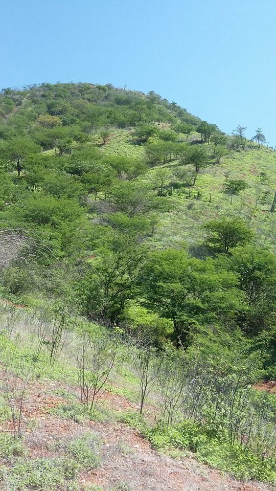 kevinmaker7's tweet photo. este es el sector antes de la playa, esta hermosura nececitamos cuidarla #Tagangalimpia https://t.co/g6L3w0S6AD