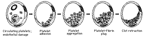 path435's tweet photo. Homeostasis major event ~ #path #med435 https://t.co/QZOWNOwT1v