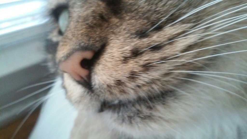 coldlamb1's tweet image. National Molly Day